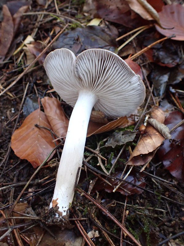 Tricholoma terreum_Dornot (2).jpg