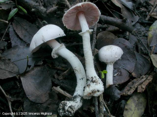Agaricus xanthodermulus (Agaricus_xanthodermulus_2025_vm_2.jpg)