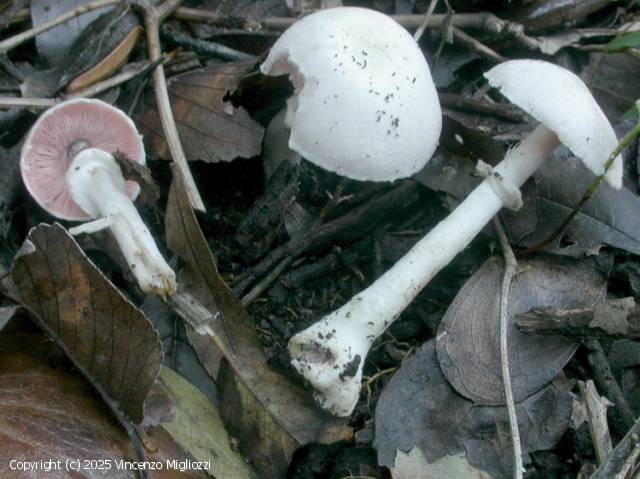 Agaricus xanthodermulus (Agaricus_xanthodermulus_2025_vm_3.jpg)