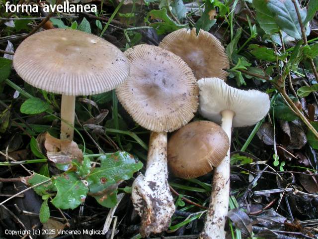 Amanita fulvoides (Amanita_fulvoides_2025_vm_3.jpg)