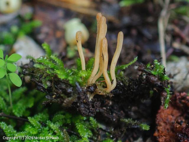 Clavulinopsis trigonospora (Clavulinopsis_trigonospora_2024_ns_1.jpg)