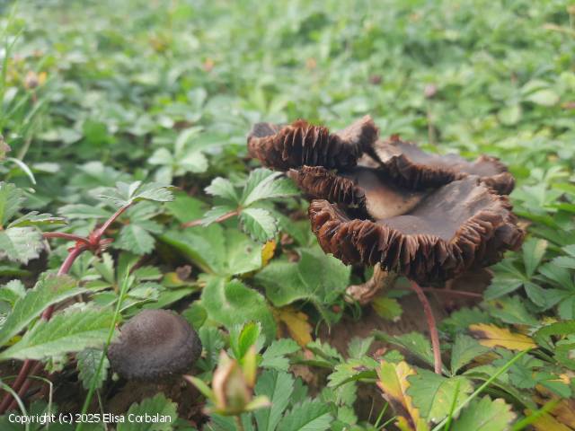 Cortinarius uraceus (Cortinarius_uraceus_2025_ec_1.jpg)