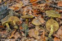 Fiche de Cortinarius atrovirens