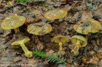 Fiche de Cortinarius atrovirens