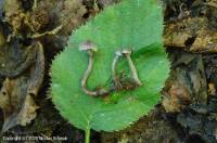 Fiche de Cortinarius bibulus