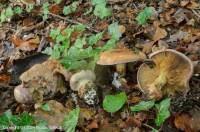 Fiche de Cortinarius xanthophyllus