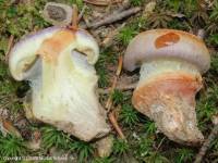 Fiche de Cortinarius xanthophyllus